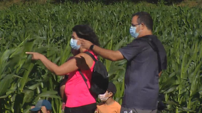 Labirintos feitos en leiras de millo para gozar ao aire libre e en familia