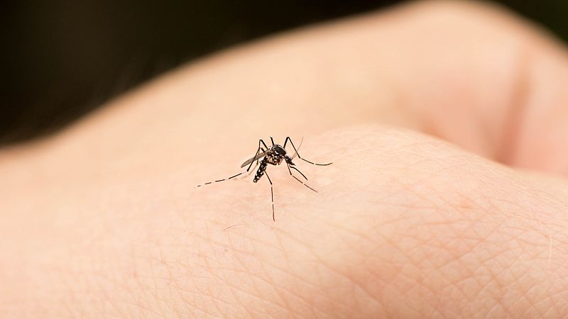 ¿Quién es Ronald Ross y por qué tiene tanta importancia su estudio sobre los mosquitos?