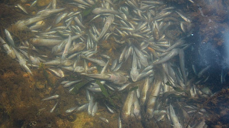 Vuelven a aparecer miles de peces muertos en el Mar Menor y cierran nueve playas