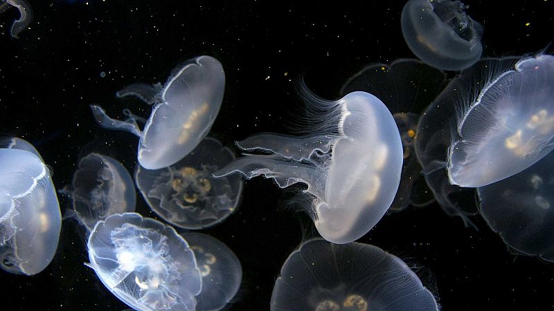 Las medusas, cómo son y qué hacer si te pican