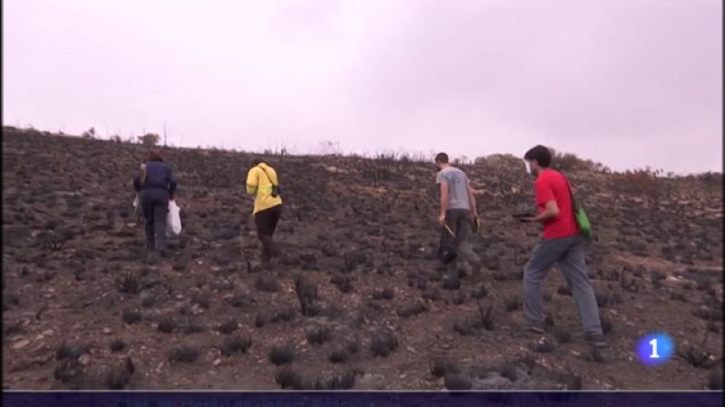 Investigar el suelo tras los incendios forestales, clave para prevenir la desertificacin frente al cambio climtico