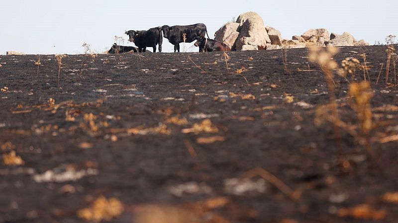 El Gobierno declara zona catastrfica los territorios incendiados en 13 autonomas este verano