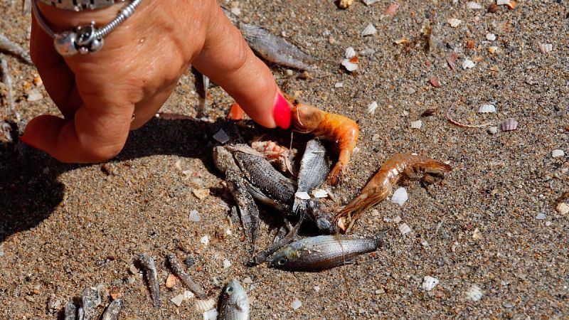 El desastre económico y social tras la crisis medioambiental del Mar Menor: "Hay pueblos fantasma"