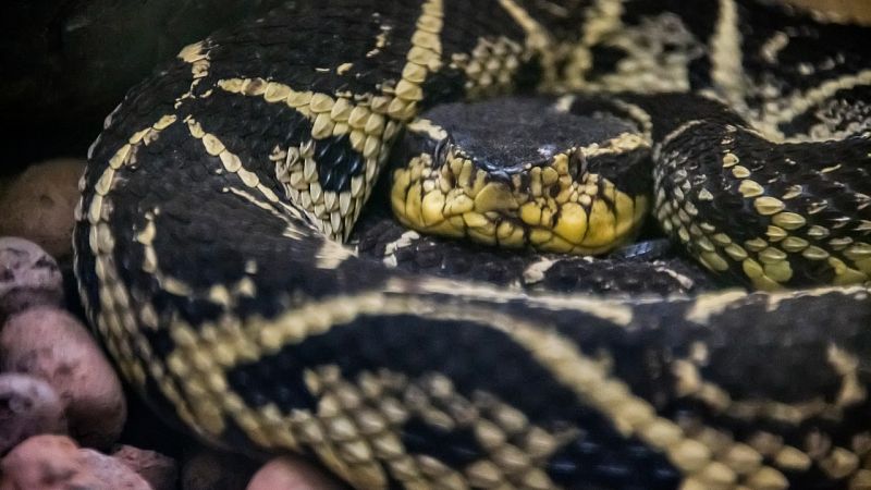El veneno de una serpiente de Brasil puede inhibir la reproducciEl veneno de una serpiente de Brasil puede inhibir la reproducción del coronavirus en el organismo