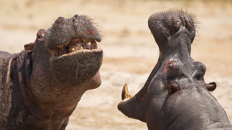 Los mejores documentales de naturaleza de esta semana en La 2