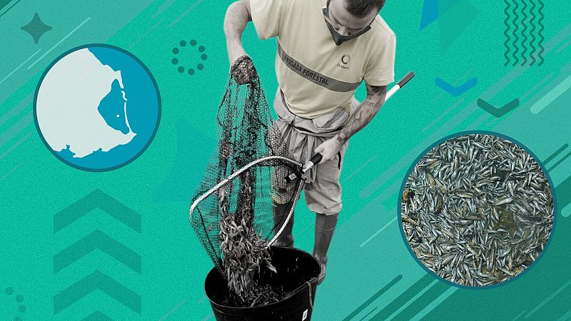 La agonía del Mar Menor explicada paso a paso: ¿Por qué mueren millones de peces?