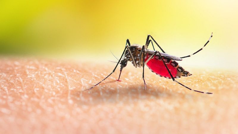 Los mosquitos están preparados para el cambio climático