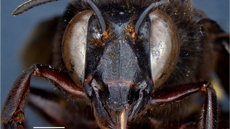 Descubren una abeja mitad hembra y mitad macho en Ecuador