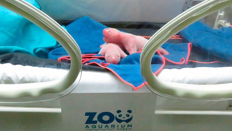 Dos osos pandas gemelos nacen en el Zoo de Madrid