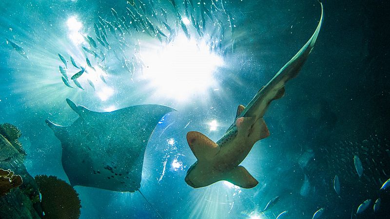 Un tercio de las especies de tiburón y rayas están en peligro de extinción amenazados por la sobrepesca