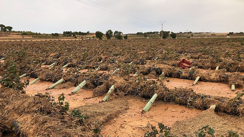 La DANA deja viedos y almendros arrasados a su paso por la Manchuela Conquense