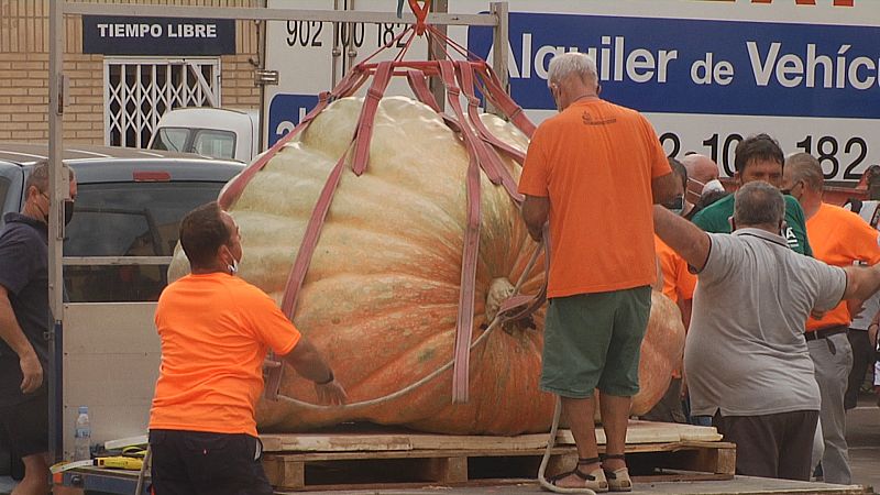 Una calabaza de 1.142 kilos gana el concurso de Valtierra, en Navarra
