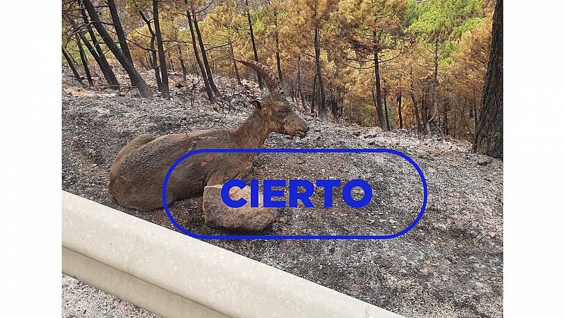 La foto de la cabra montesa quemada en el incendio de Sierra Bermeja es real
