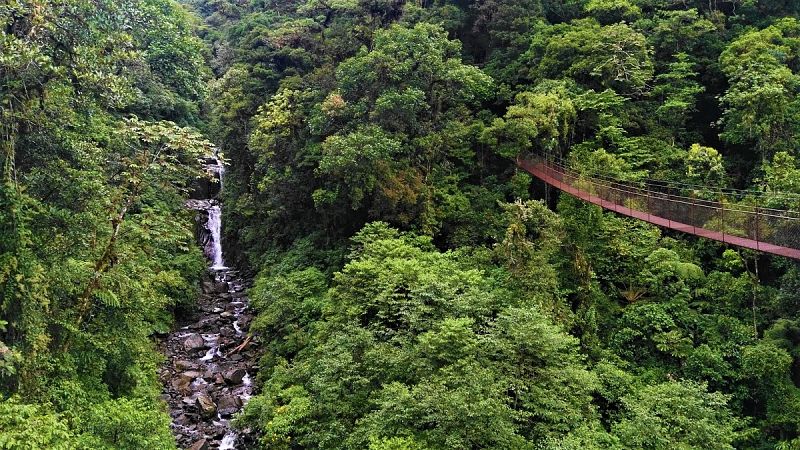 Boquete: cruzando la selva panamea a travs de puentes colgantes