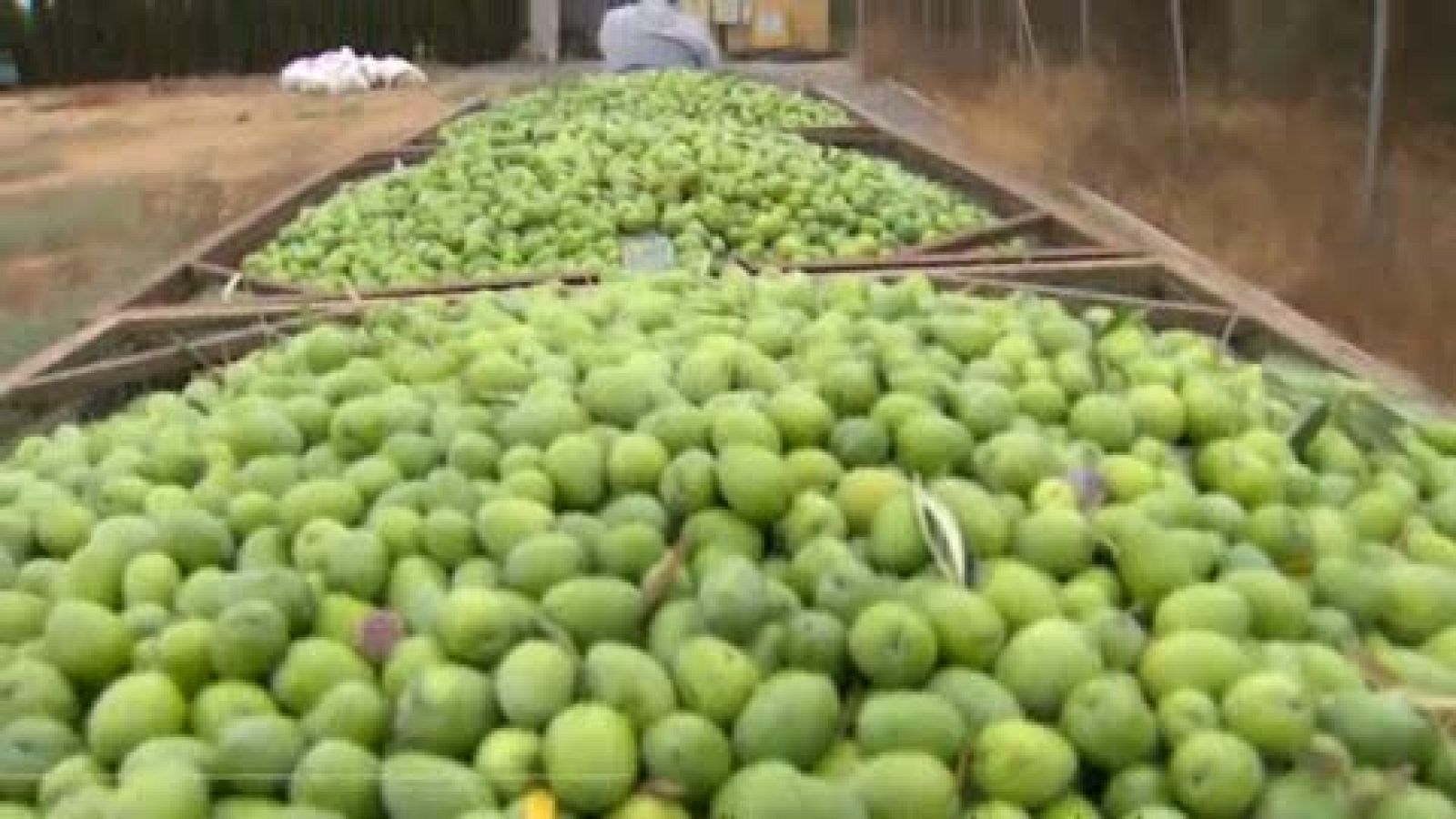 La cosecha de aceituna verde de mesa será algo más corta | Ver