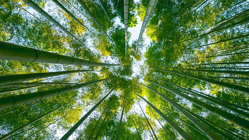 El bambú: una planta milenaria para salvar el mundo