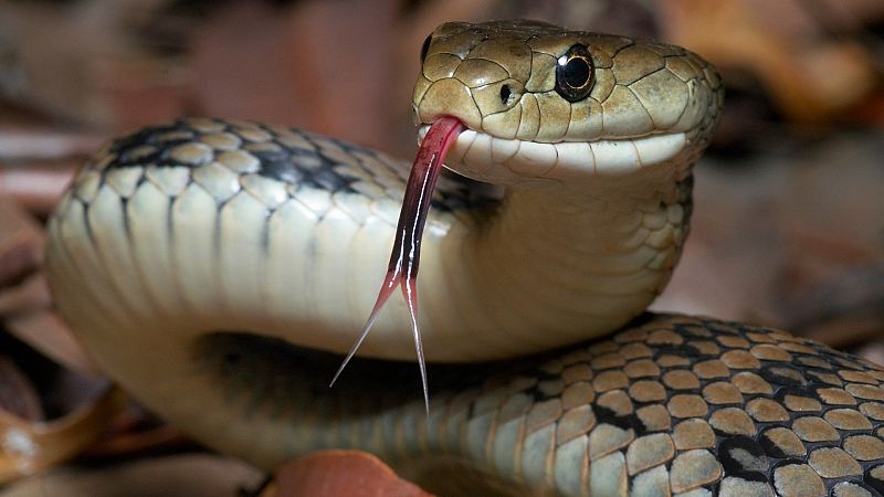 Serpientes: hasta 140.000 muertes al año por su mordedura