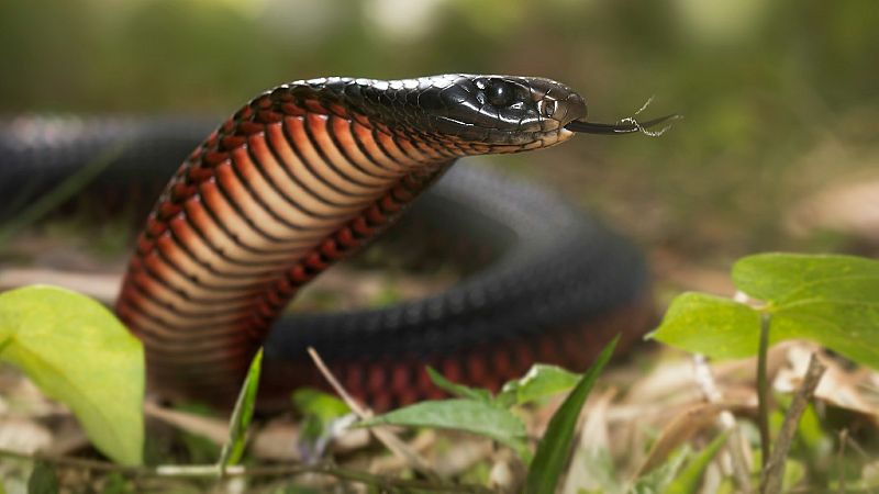 Serpientes: 3.400 especies en el mundo, 200 venenosas