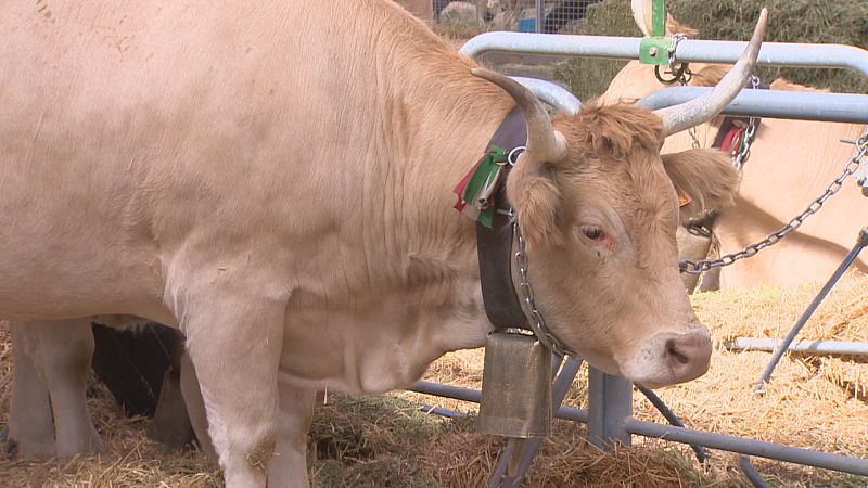 Vuelven las ferias presenciales a Aragón con la mayor cita agropecuaria del sur de Europa