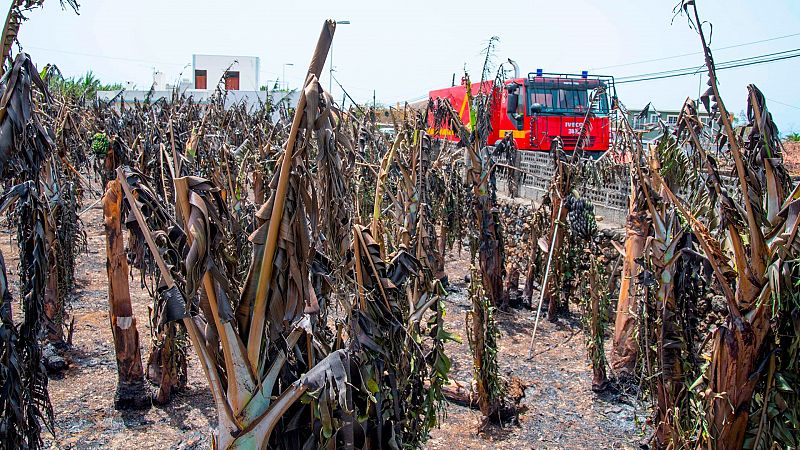 La lava arrasa con los cultivos de plátano en La Palma y amenaza el sustento de miles de personas