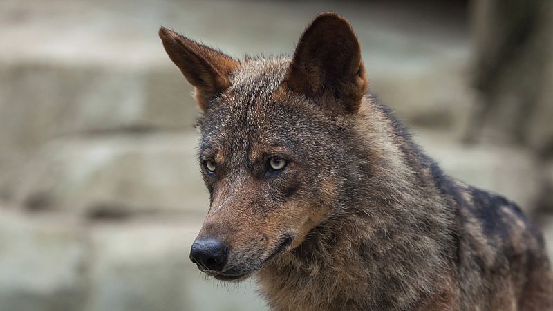 Entra en vigor a especial protección do lobo ibérico, que prohibe a súa caza en toda España