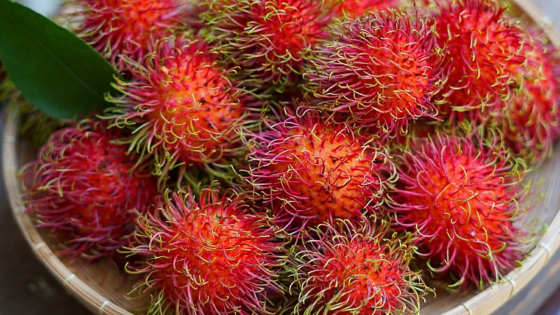 ¿Erizo o fruta? Así es el rambután