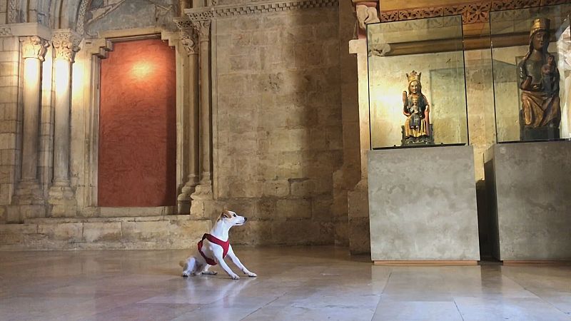 Una reforma del Código Civil reconocerá a las mascotas como "seres que sienten"