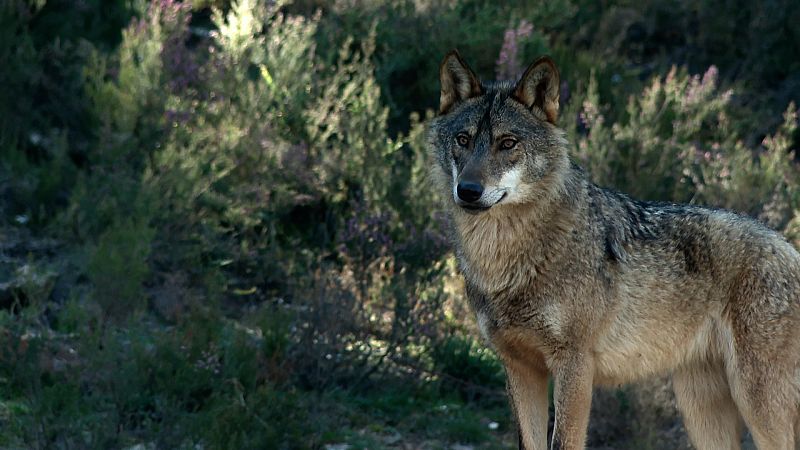 Aprendemos a identificar las huellas del lobo ibrico