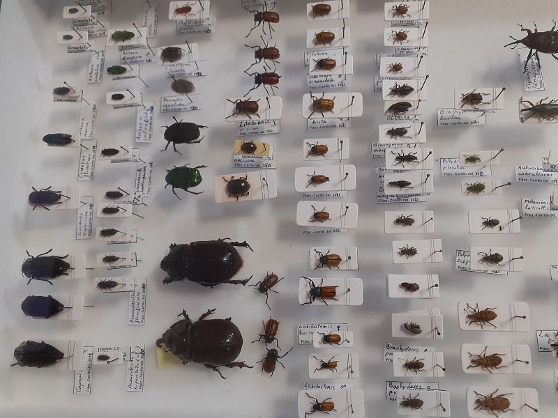 Insectos como polinizadores y controladores de plagas