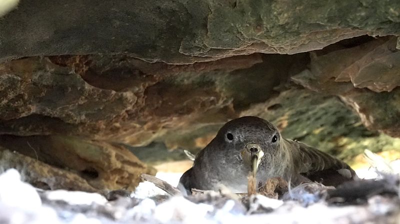 'El Escarabajo Verde' estrena nueva temporada en La 2