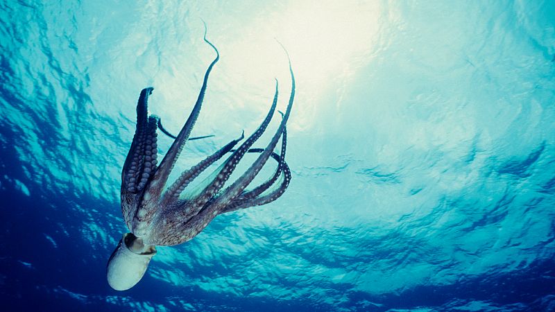 El pulpo: inteligente, mimético y con tres corazones