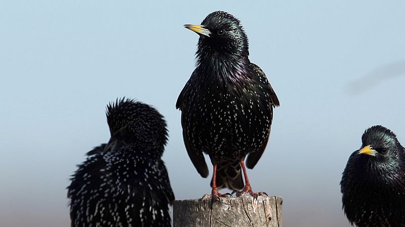 Aves, hormigas y peces: ¿Cómo se coordinan estos animales gregarios?