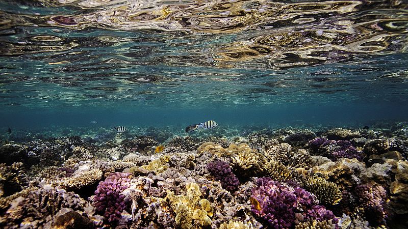 El 14% del coral del planeta ha desaparecido como consecuencia del cambio climático