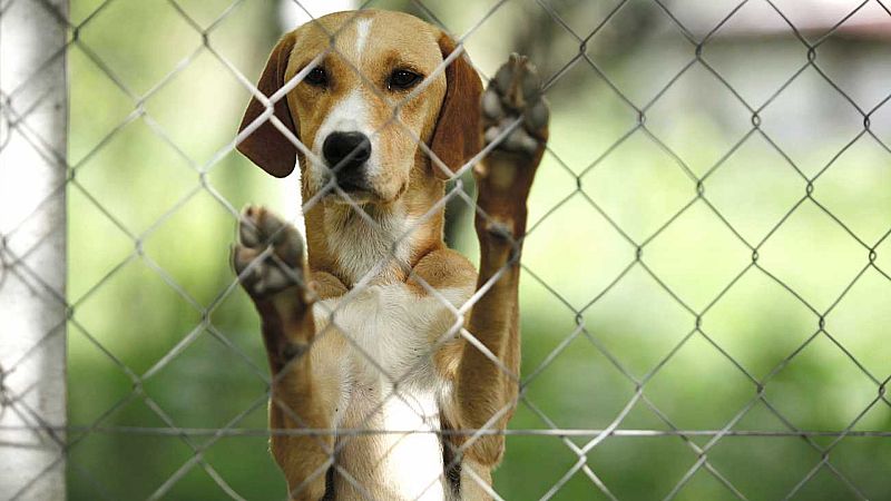 El Congreso aprueba que los animales dejen de ser considerados como cosas