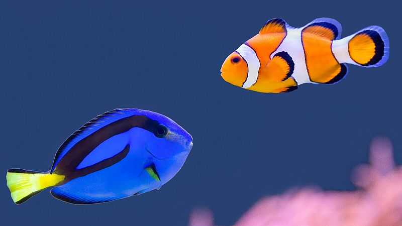 La subestimada memoria de los peces