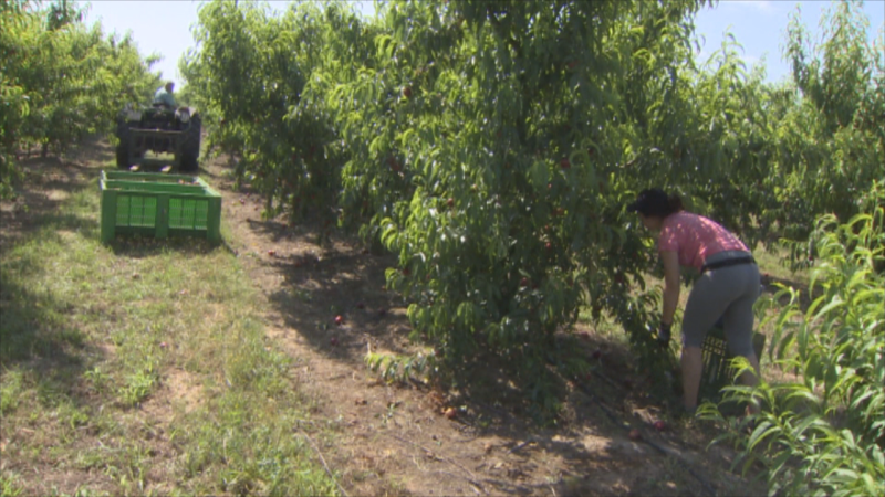 Los derechos históricos frenan la igualdad de género en el medio rural