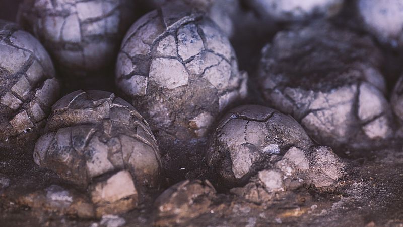 Extraen un nido de dinosaurio con al menos 12 huevos fósiles en Loarre, Huesca