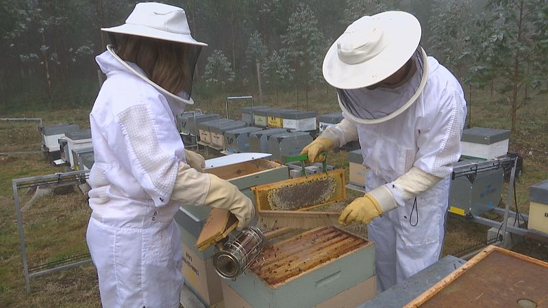 Dous amigos de Alfoz con cadans�a explotaci�n fan dos mellores meles do mundo