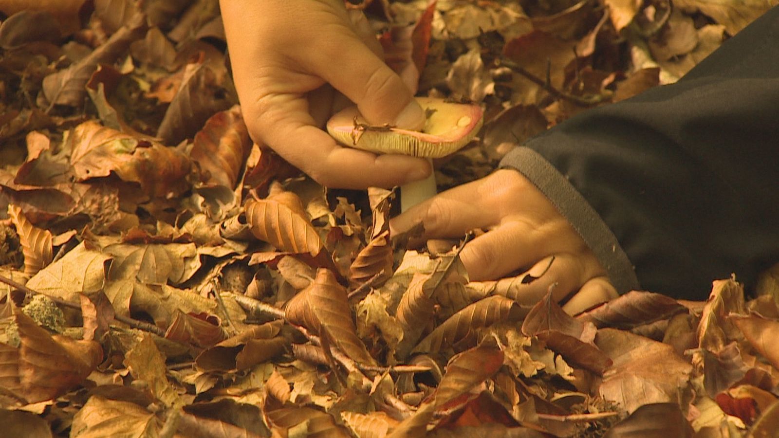 Explosión de setas en Ulzama - Telenavarra | Ver