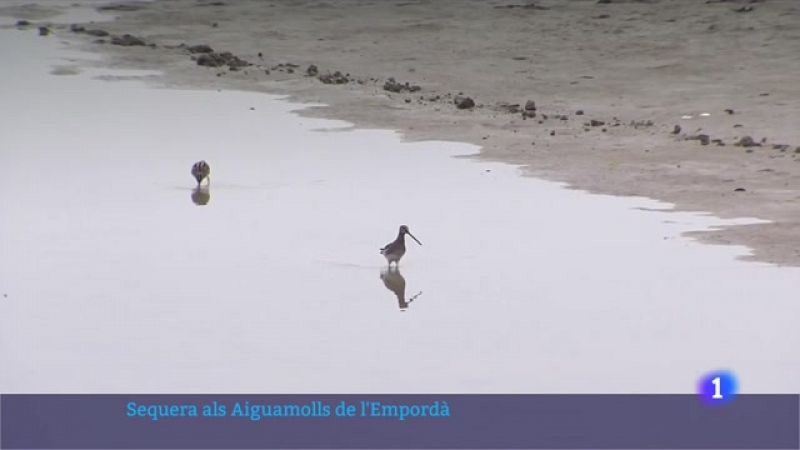 Els aiguamolls de l'Empordà pateixen una de les pitjors sequeres dels últims 30 anys