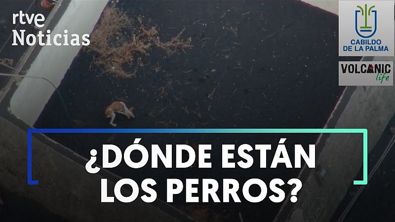 La misteriosa desaparición de los perros atrapados por la lava: un desconocido grupo se atribuye su rescate