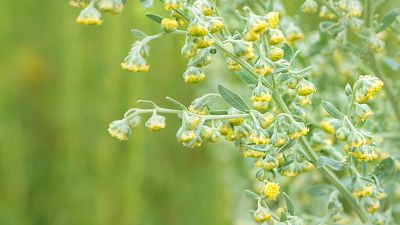 Qu� es y qu� propiedades curativas tiene el ajenjo