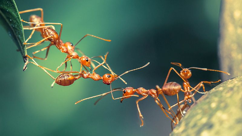 Descubren por qué y cuándo disminuyó el cerebro humano gracias a una investigación con hormigas