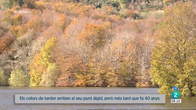 El canvi cromàtic de les fulles es retarda respecte ara fa 40 anys