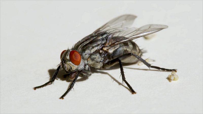 ¿Por qué nos cuesta pillar una mosca?