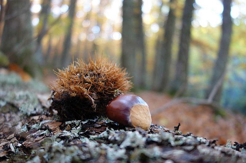 Què en sabem del castanyer a Catalunya?
