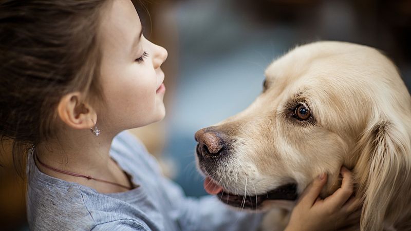 Los animales serán "seres sintientes" en la ley: más derechos para ellos y para las "familias interespecie"