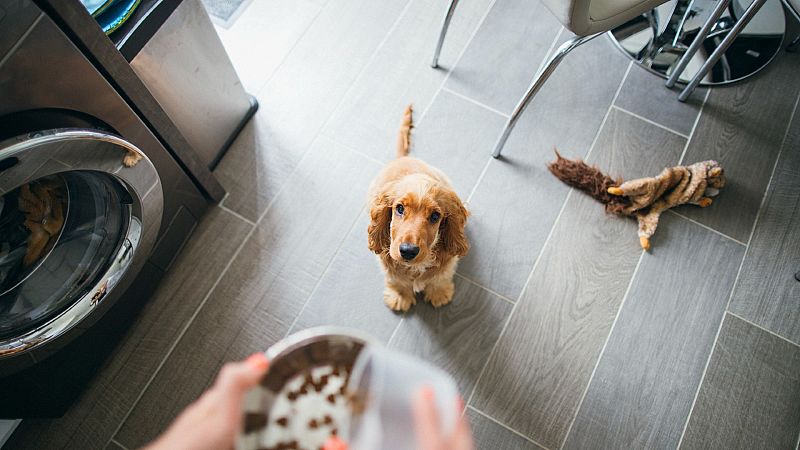 Alimentos con los que podras envenenar a tu perro