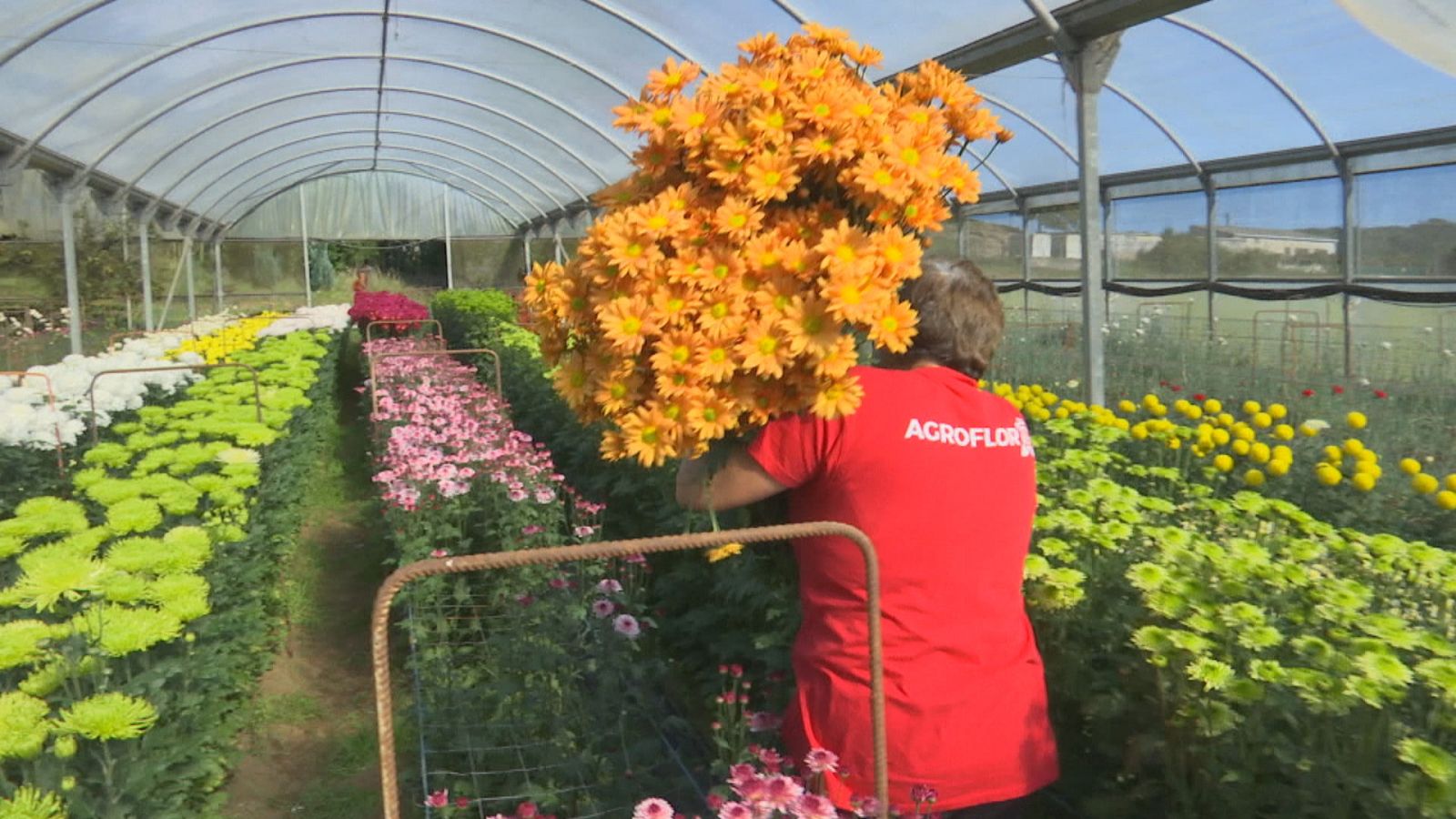 Flores para Defuntos - Telexornal - Galicia | Ver