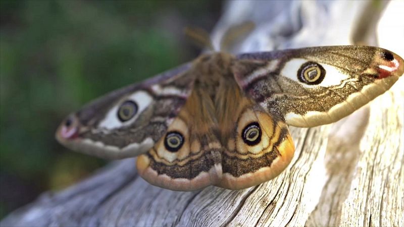 Saturnia Josephinae, la mariposa con "falsos ojos" en las alas